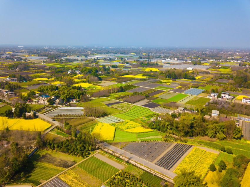 郫都區(qū)安德鎮(zhèn)農(nóng)業(yè)景觀。成都市規(guī)劃和自然資源局供圖