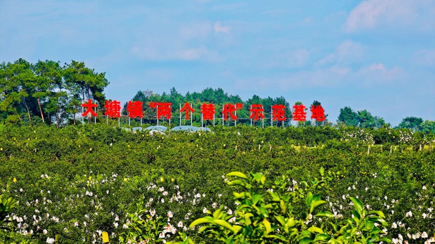 “兩個替代”柑橘種植基地。蒲江縣委宣傳部供圖
