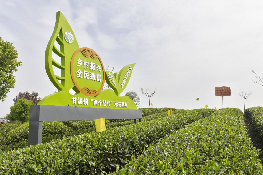 “兩個替代”茶葉示范基地。蒲江縣委宣傳部供圖