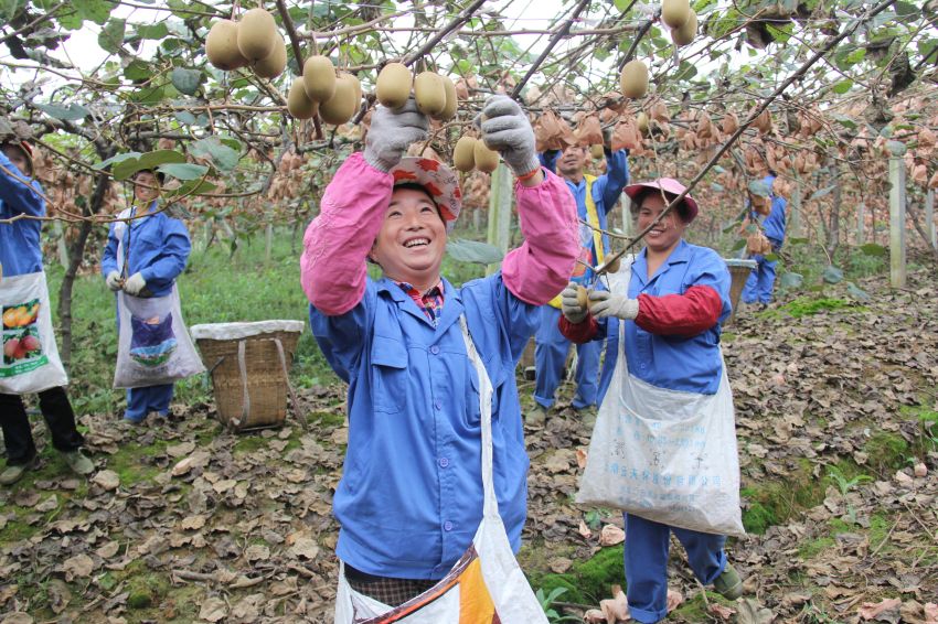 “兩個替代”社會化服務(wù)。蒲江縣委宣傳部供圖