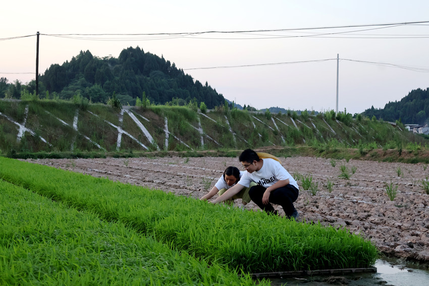 西部計(jì)劃志愿者在遂寧大豆現(xiàn)代農(nóng)業(yè)園區(qū)查看稻苗生長(zhǎng)情況，了解種植分布詳情。歐歡攝