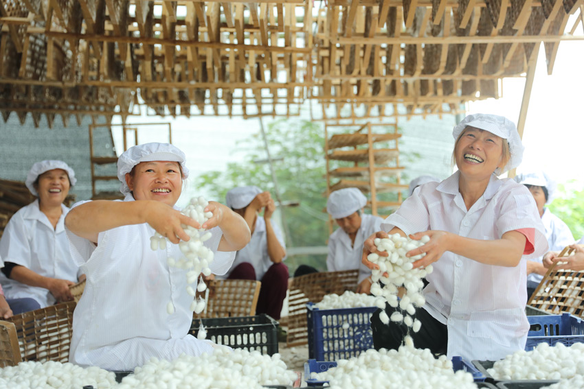 蠶繭又大又白，蠶農(nóng)喜上眉梢。高坪區(qū)委宣傳部供圖