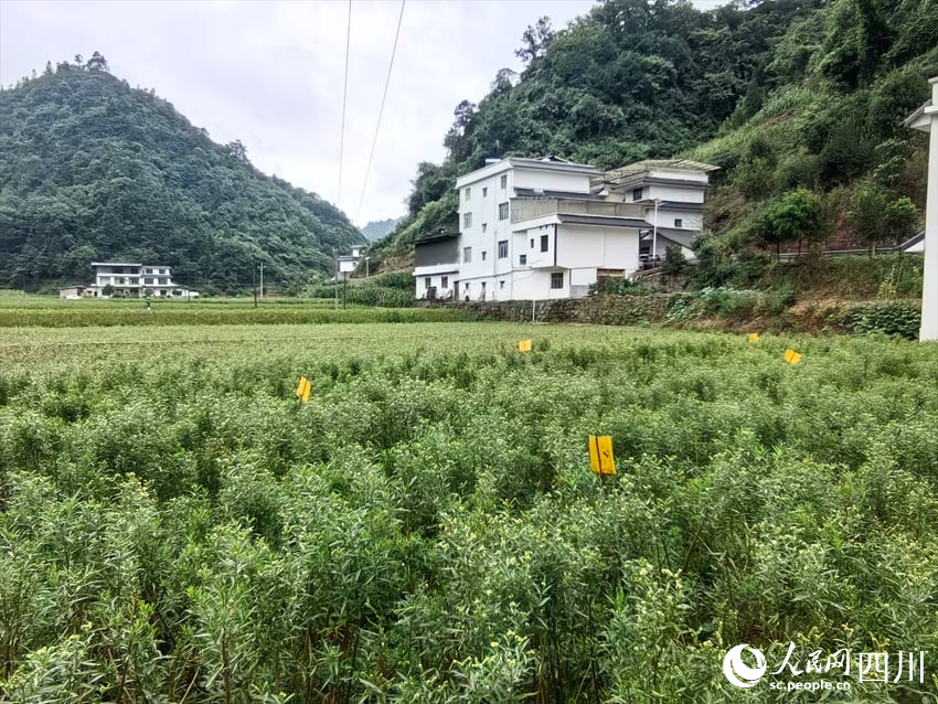 成熟的趕黃草。人民網(wǎng)記者 劉海天攝