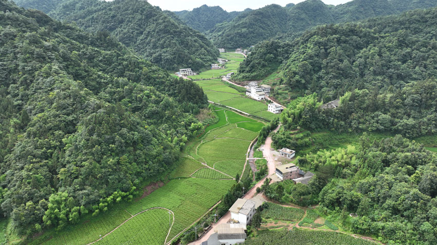 古藺縣的趕黃草種植基地。古藺縣委宣傳部供圖