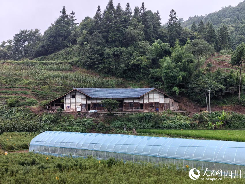 趕黃草基地里的育苗大棚。人民網(wǎng)記者 劉海天攝