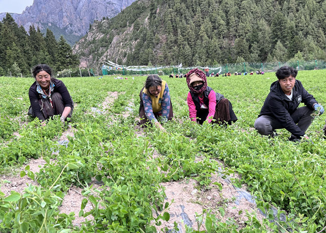 若爾蓋縣占哇鄉(xiāng)畢崗村村民栽種的豆類長勢喜人。受訪者供圖
