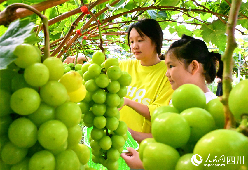 眼波流轉(zhuǎn)碧玉輝。人民網(wǎng)記者 劉海天攝