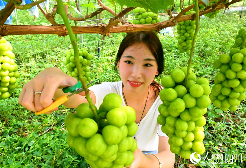 剪果剪出采摘樂。人民網(wǎng)記者 劉海天攝