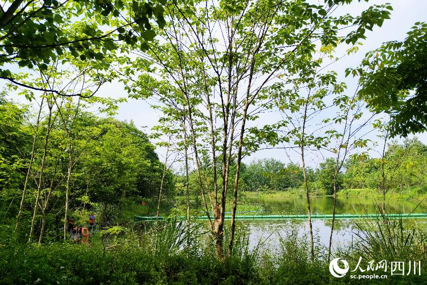 成都市郫都區(qū)安德街道云橋水源濕地護(hù)理區(qū)。人民網(wǎng)記者朱虹攝