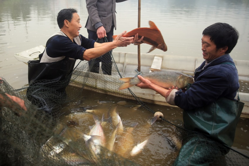 李申學(xué)養(yǎng)殖的胭脂魚(yú)等特種魚(yú)類(lèi)。江北鎮(zhèn)政府供圖