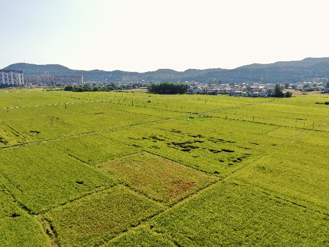 四川武引灌區(qū)“豐”景如畫。四川省武都引水工程運管中心供圖