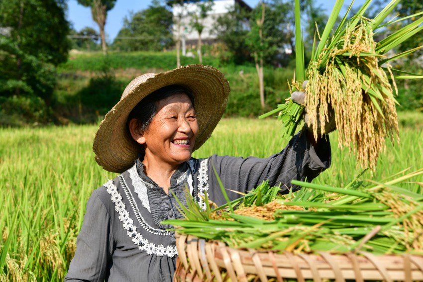 豐收了 四川閬中28萬(wàn)余畝水稻顆粒歸倉(cāng)春播一粒籽，秋收萬(wàn)擔(dān)糧。眼下，四川省閬中市各鄉(xiāng)鎮(zhèn)迎來(lái)豐收季，種植農(nóng)戶們搶抓時(shí)節(jié)，及時(shí)收割、晾曬稻子，鄉(xiāng)村田野處處是忙碌的秋收?qǐng)D景。