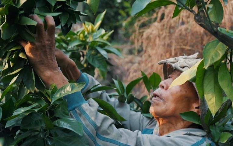 資陽(yáng)雁江：交豐收答卷 繪振興圖景“米袋子”“果籃子”質(zhì)優(yōu)價(jià)穩(wěn)，是民生關(guān)切，也關(guān)系農(nóng)民收入，豐收的碩果映襯出鄉(xiāng)親們的生活蒸蒸日上，一個(gè)個(gè)淳樸而生動(dòng)的故事，在青山綠水間持續(xù)書(shū)寫(xiě)，幸福都是奮斗出來(lái)的，雁江邁向鄉(xiāng)村振興的步伐也更加堅(jiān)實(shí)有力。