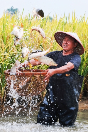 《魚(yú)肥稻香》眉山市修文縣水稻和魚(yú)雙豐收。
