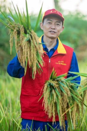 連心橋共產(chǎn)黨員服務(wù)隊(duì)在通江縣廣納鎮(zhèn)銅缽山村幫助農(nóng)戶搶收水稻。