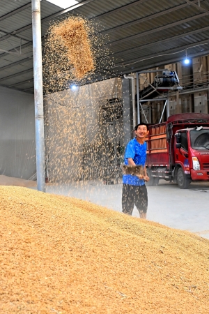 仁壽縣珠嘉鎮(zhèn)五谷園種植專業(yè)合作社糧食烘干房，工人正在整理已烘干的稻谷。
