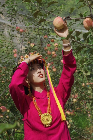 丹巴縣“美人脆”蘋果大豐收。