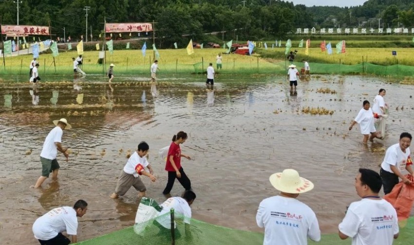 “天府糧倉”豐收文化節(jié)抓魚比賽現(xiàn)場。成都東部新區(qū)供圖