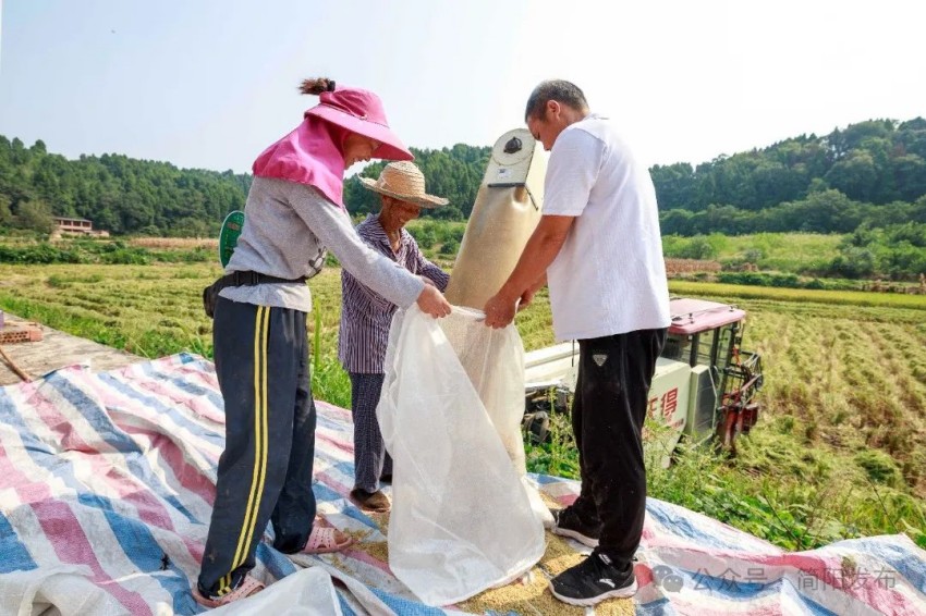 村民正在裝剛收的水稻。簡(jiǎn)陽(yáng)市委宣傳部供圖