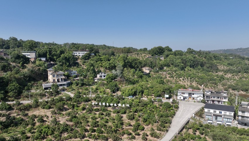 江陽(yáng)區(qū)桂圓良種高換基地。謝婉玲攝