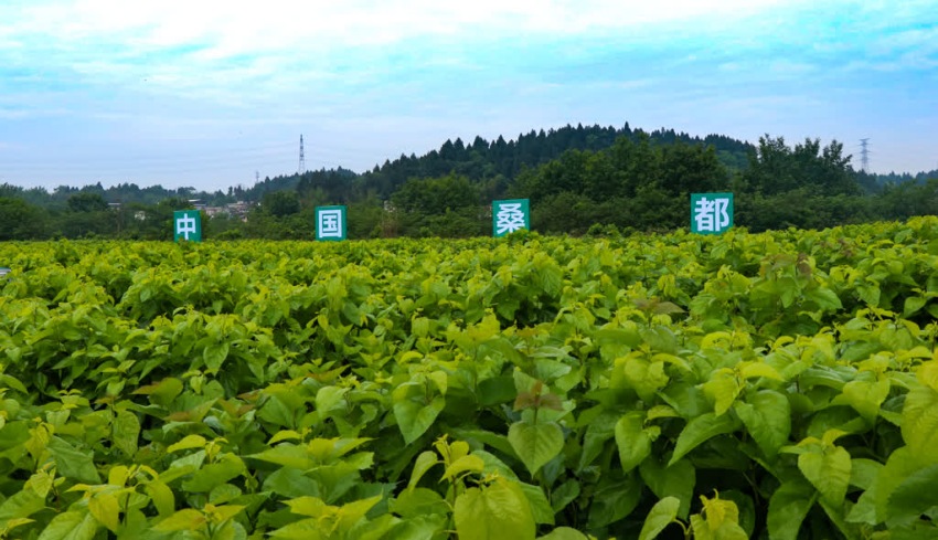 樂至現代蠶桑產業(yè)園。姚陽攝