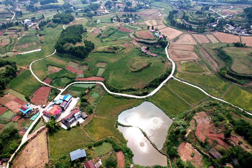 蓬南鎮(zhèn)鐘山村水稻種植基地。受訪者供圖