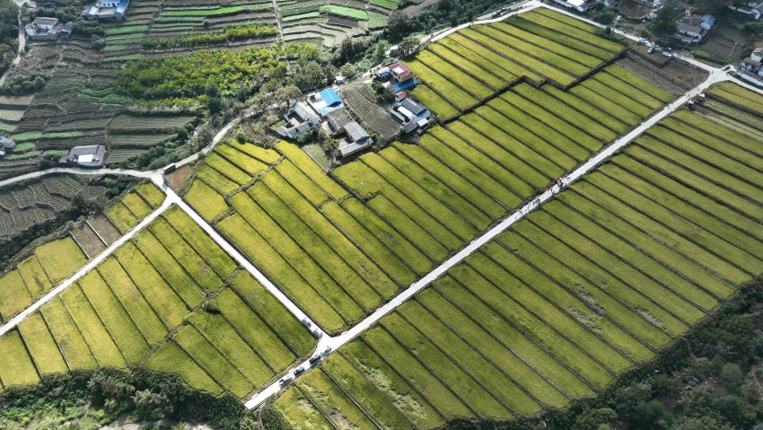 德昌縣麻栗鎮(zhèn)光輝村糧經(jīng)復(fù)核產(chǎn)業(yè)園。德昌縣委宣傳部供圖