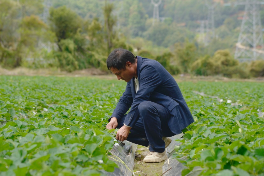 顧友國(guó)在精心照料草莓。德昌縣委宣傳部供圖