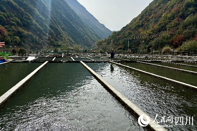 高原特色冷水魚產(chǎn)業(yè)基地。人民網(wǎng)記者 朱虹攝