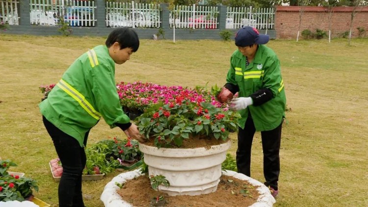 花卉美化提升城市“顏值”。陽林玥供圖