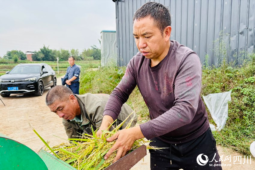 農(nóng)戶給再生稻脫粒。人民網(wǎng)記者 朱虹攝