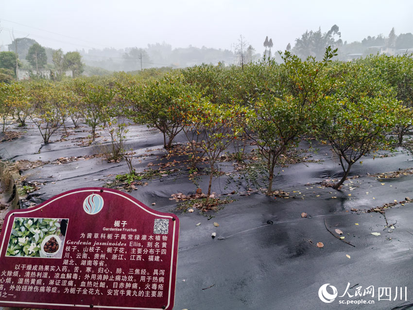 基地內(nèi)所種的藥材。人民網(wǎng)記者 劉海天攝
