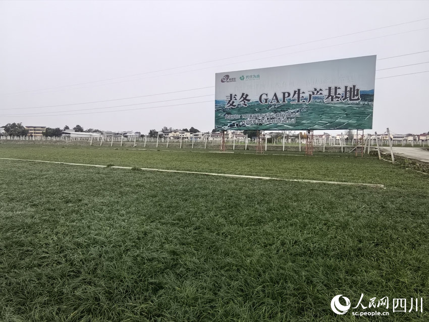麥冬藥材基地。人民網(wǎng)記者 劉海天攝