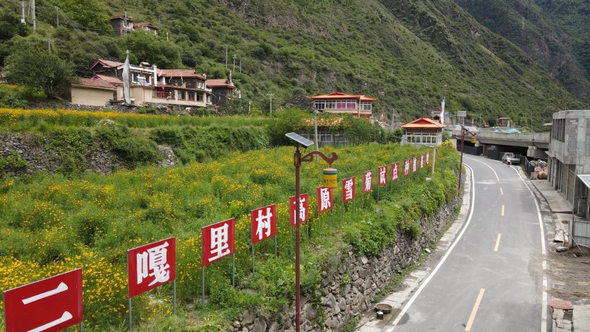 由華電四川公司牽頭，幫助二嘎里村打造的50畝雪菊花種植基地。牟柯宇攝