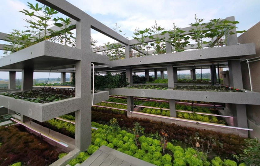 “三生永和技術(shù)”建筑屋頂有機農(nóng)業(yè)生產(chǎn)實景。受訪者供圖