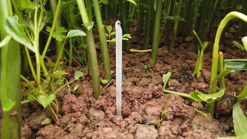 插在姜地里，用于測量溫度的測溫計。謝金成攝