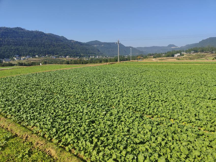 尹家下蘇現(xiàn)代糧油產(chǎn)業(yè)園區(qū)，運(yùn)用無人機(jī)播撒技術(shù)的“宜油47”油菜長勢喜人。宜賓市結(jié)對幫扶巴中市恩陽區(qū)工作隊供圖