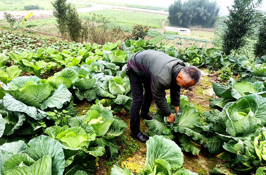 村民在地里采摘蔬菜。納溪區(qū)交通運(yùn)輸局供圖