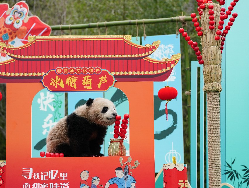 2024級熊貓寶寶集體拜年。大熊貓國家保護研究中心供圖