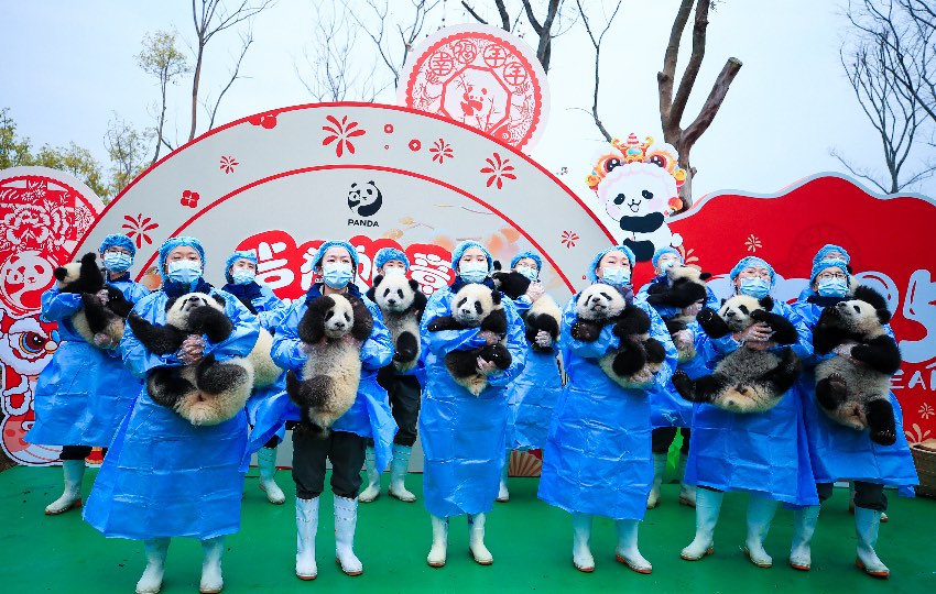 2024級(jí)熊貓寶寶集體拜年。大熊貓國(guó)家保護(hù)研究中心供圖