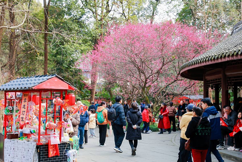 紅梅花兒開(kāi)，草堂放光彩。杜甫草堂供圖