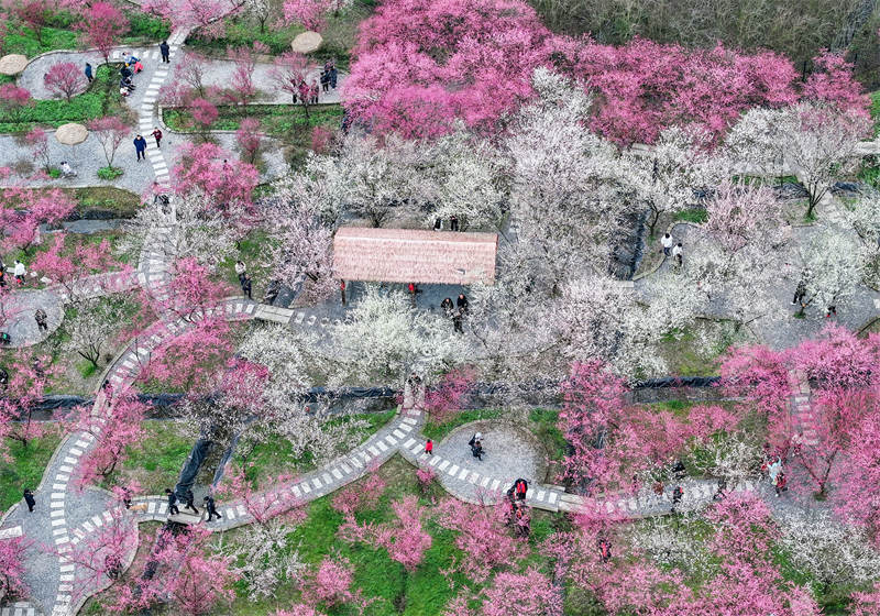 市民利用周末在四川省廣安華鎣市祿市鎮(zhèn)涼水井村生態(tài)園游覽灼灼其華的梅花，樂享受春天的氣息和鄉(xiāng)村振興帶來的成果。邱海鷹攝