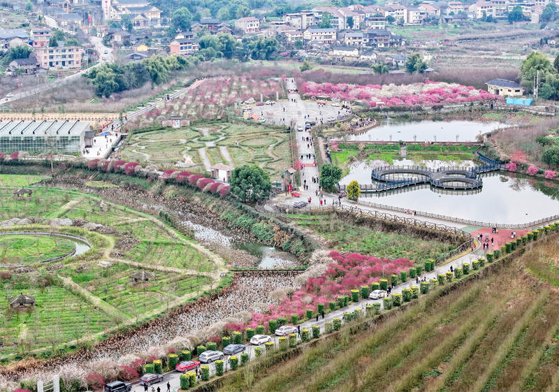 四川省廣安華鎣市祿市鎮(zhèn)涼水井村生態(tài)園，競相綻放，吸引不少市民利用周末前來享受春天的氣息和鄉(xiāng)村振興帶來的成果。邱海鷹攝