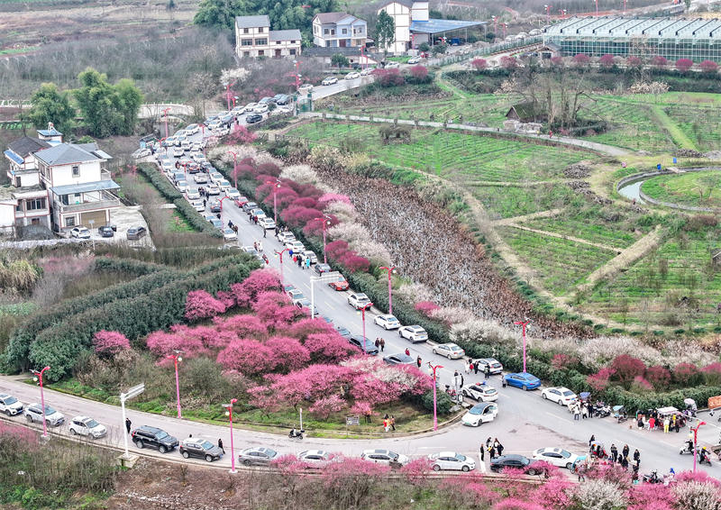 自駕游的市民利用周末在四川省廣安華鎣市祿市鎮(zhèn)涼水井村生態(tài)園游覽競(jìng)相綻放的梅花，樂(lè)享受春天的氣息和鄉(xiāng)村振興帶來(lái)的成果。邱海鷹攝