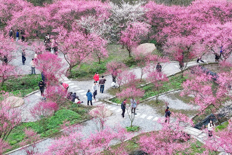 四川廣安：鄉(xiāng)村春色美 梅園引客來