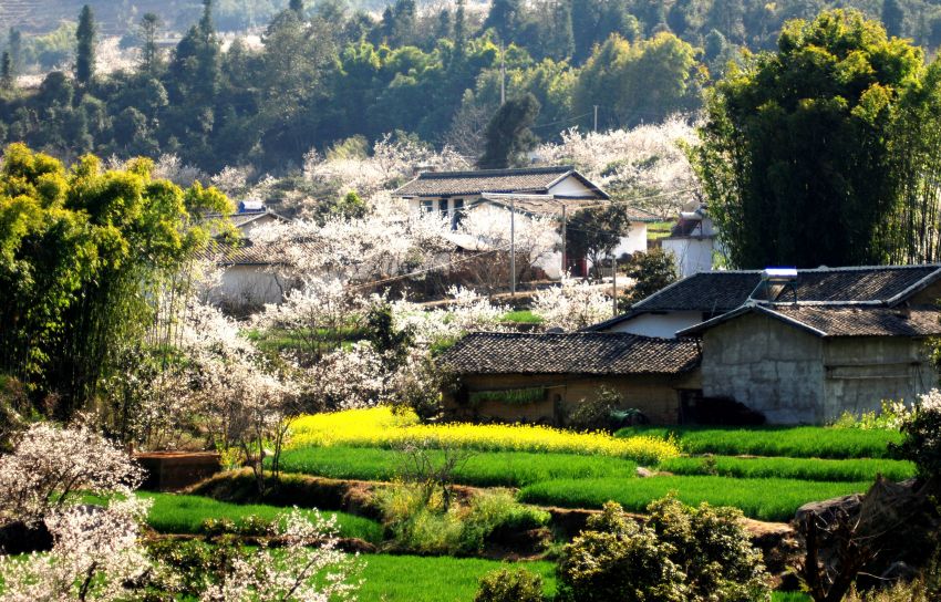 角半村櫻桃花開。張亦新攝
