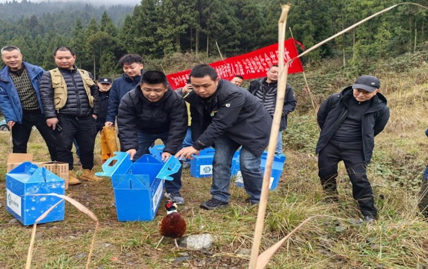 康復(fù)后的飛鳥回歸大自然。主辦方供圖