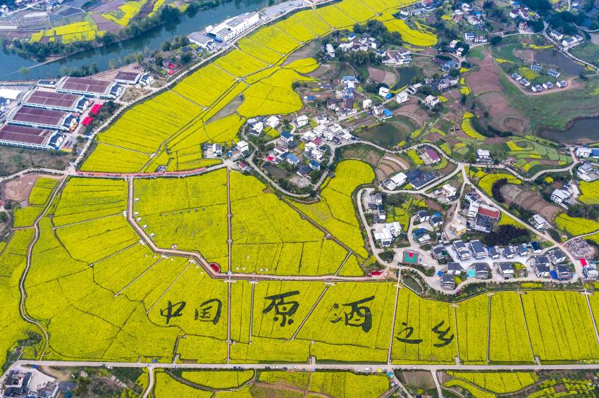 瀘縣譚壩 中國原酒之鄉(xiāng)。向波攝