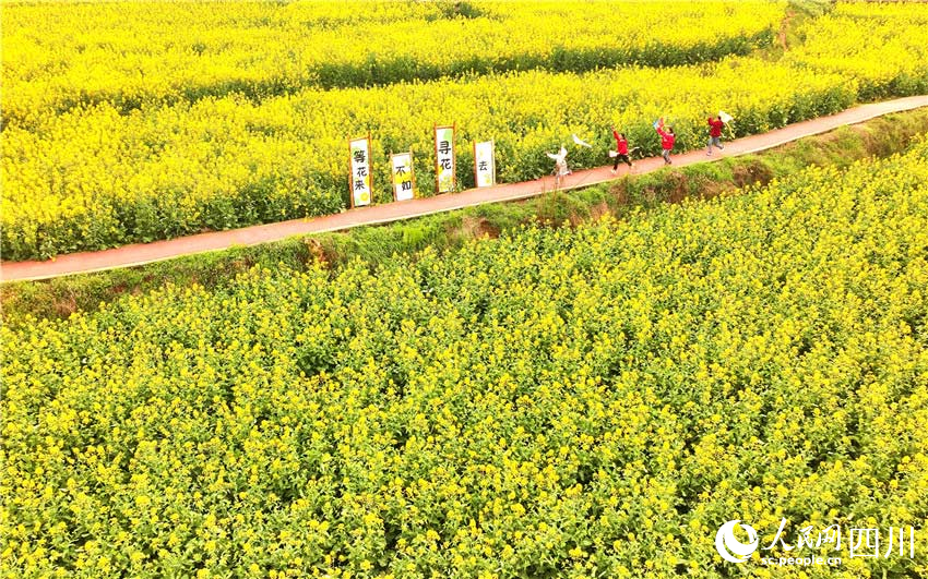 等花不如去尋花。人民網(wǎng)記者 劉海天攝