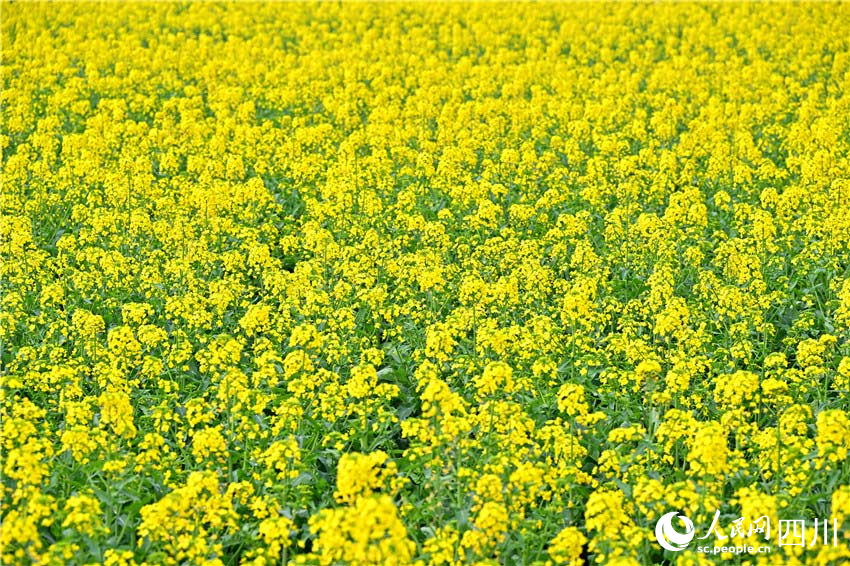 花花葉葉滿屏刷。人民網(wǎng)記者 劉海天攝